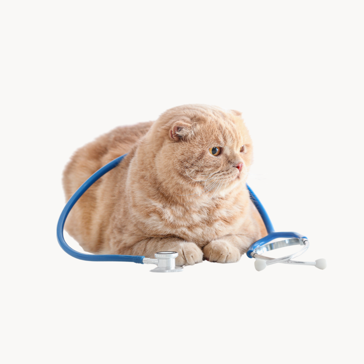Clínicas VETERINARIAS