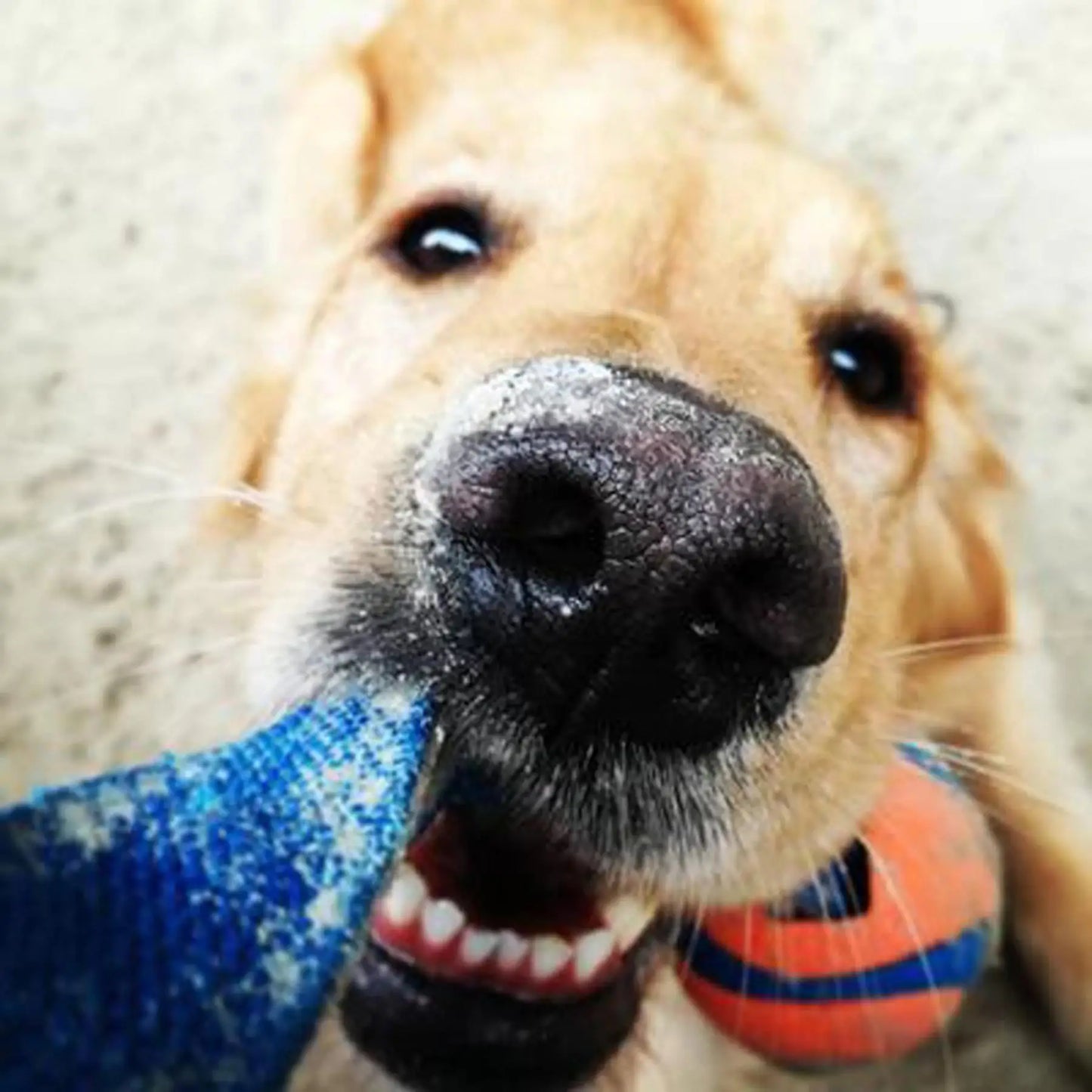 Juguete para perros con bola súper cordón resistente a morderse los dientes pequeño, mediano y largo