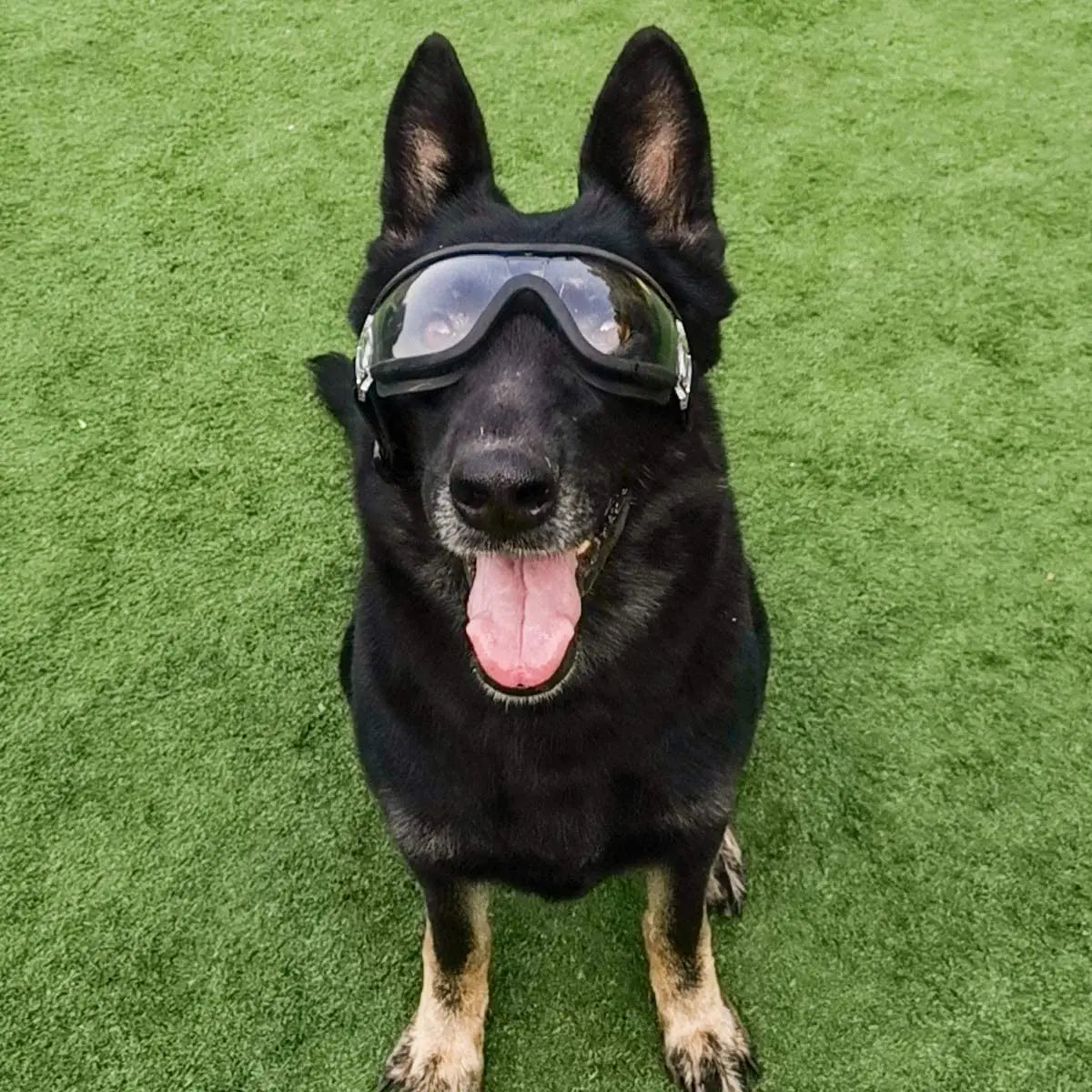 Dog Sunglasses, Adjustable Strap for Travel, Ski and Anti-Fog, Goggles