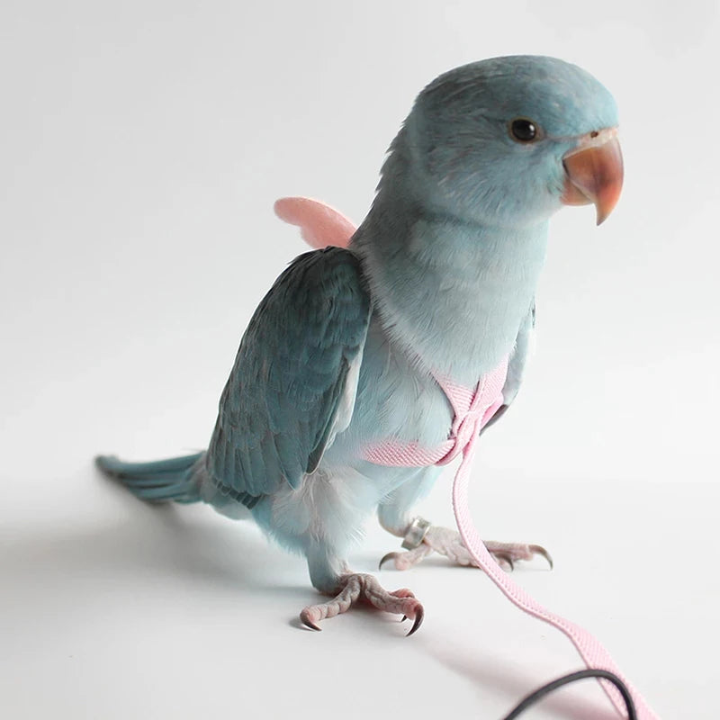 Parrot Flying Harness Leash Suit Outdoor Flying Training Rope