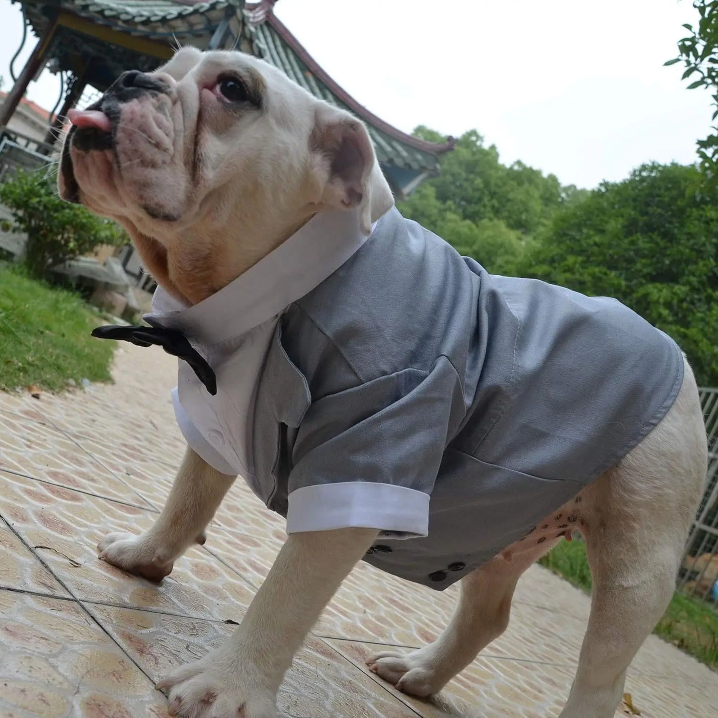 Disfraz de Bulldog para perro, esmoquin Formal con pajarita negra, ropa de boda para Pugs/Bulldog Francés, novedad