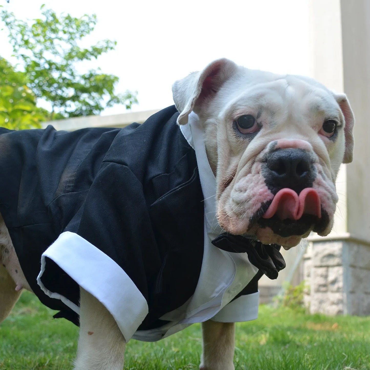 New Bulldog Costume Dog Suit Formal Tuxedo with Black Bowtie Wedding Clothing