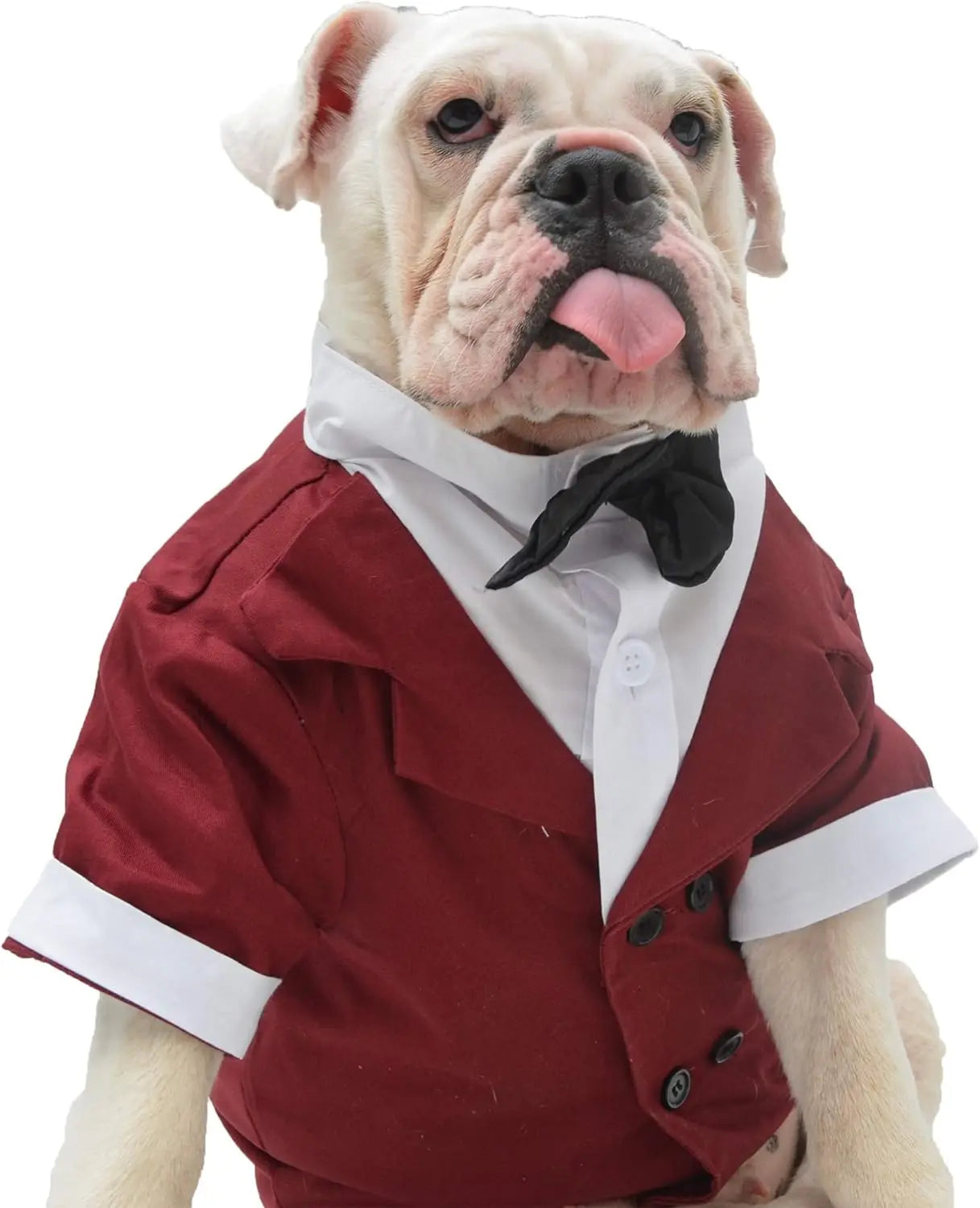 New Bulldog Costume Dog Suit Formal Tuxedo with Black Bowtie Wedding Clothing