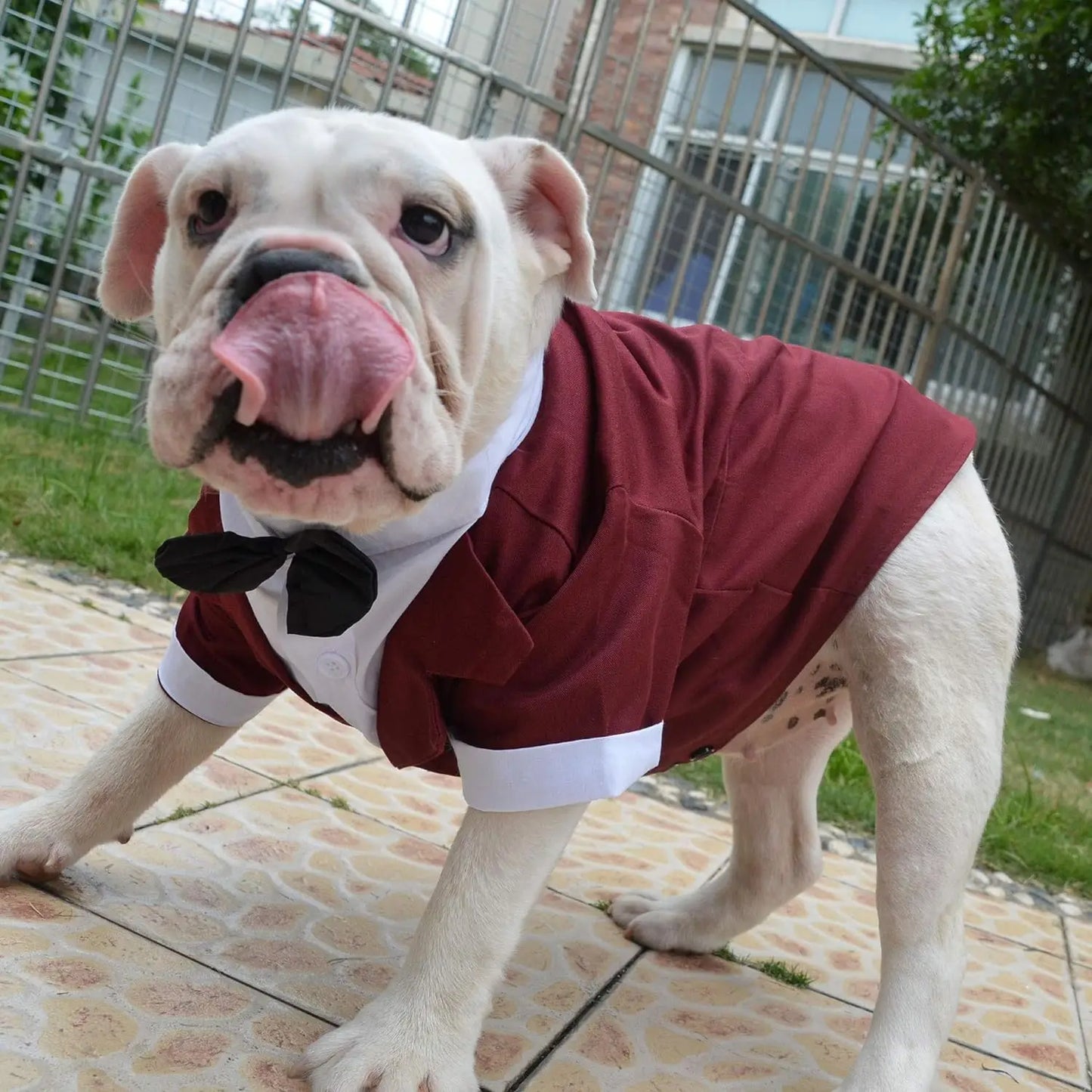 New Bulldog Costume Dog Suit Formal Tuxedo with Black Bowtie Wedding Clothing