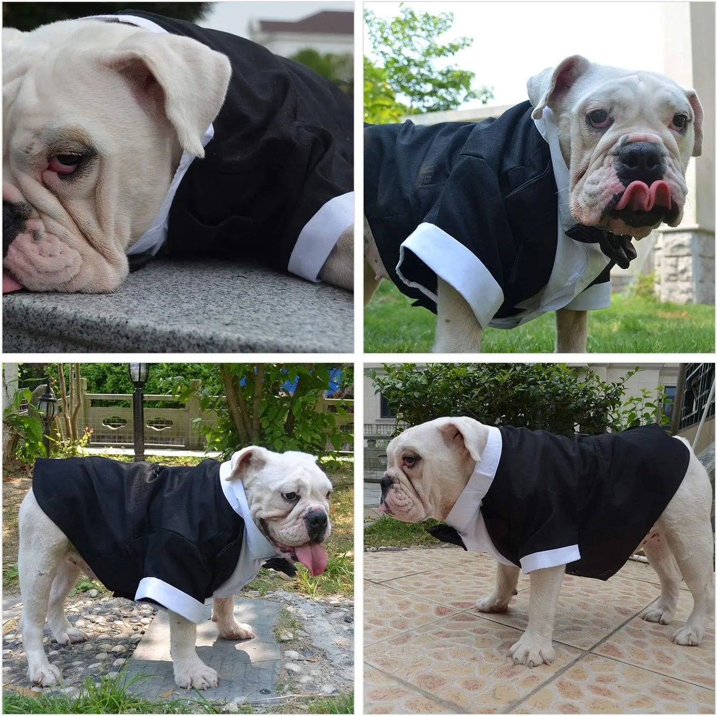 New Bulldog Costume Dog Suit Formal Tuxedo with Black Bowtie Wedding Clothing