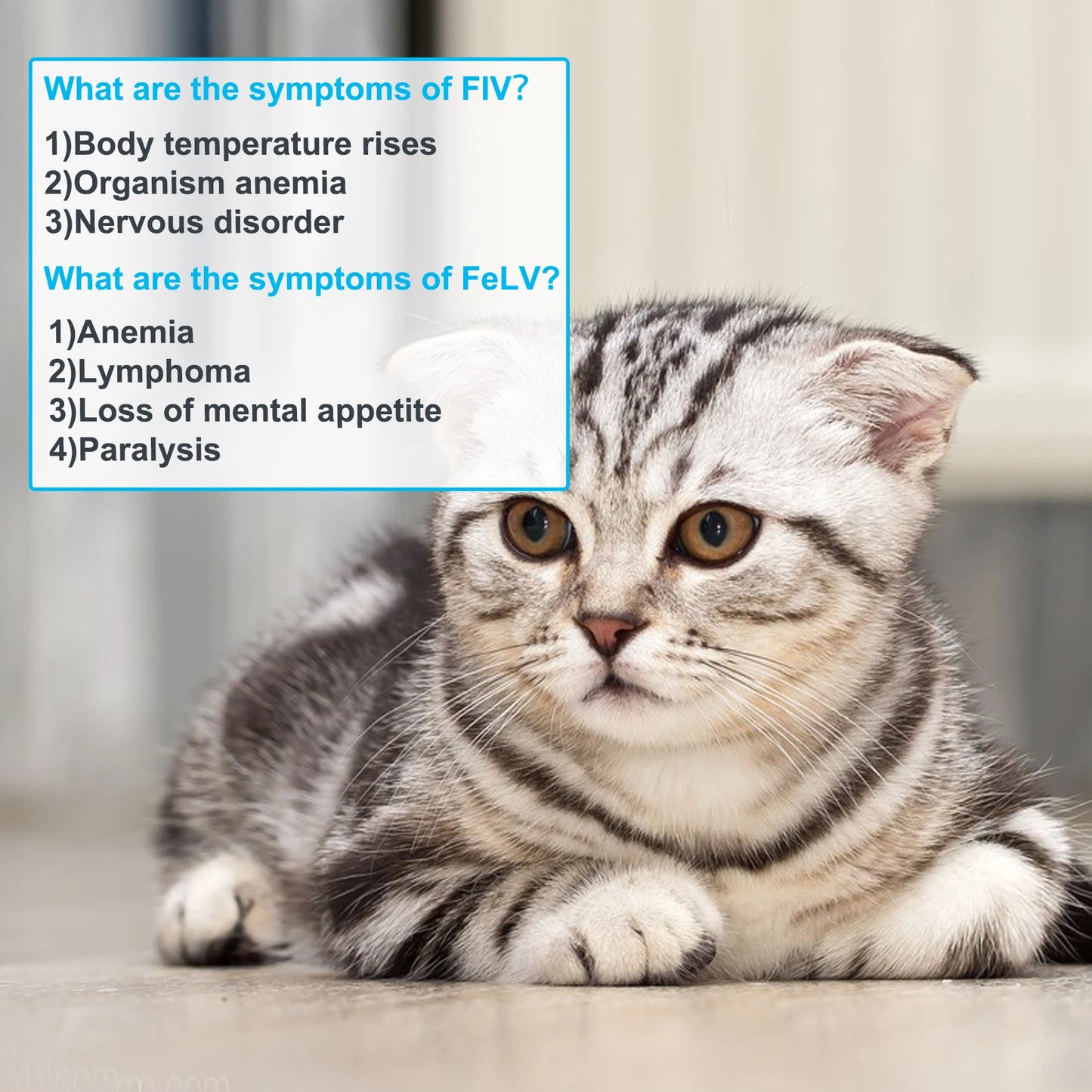 Pet Hospital Diagnostic Test Kit Virus Detection 