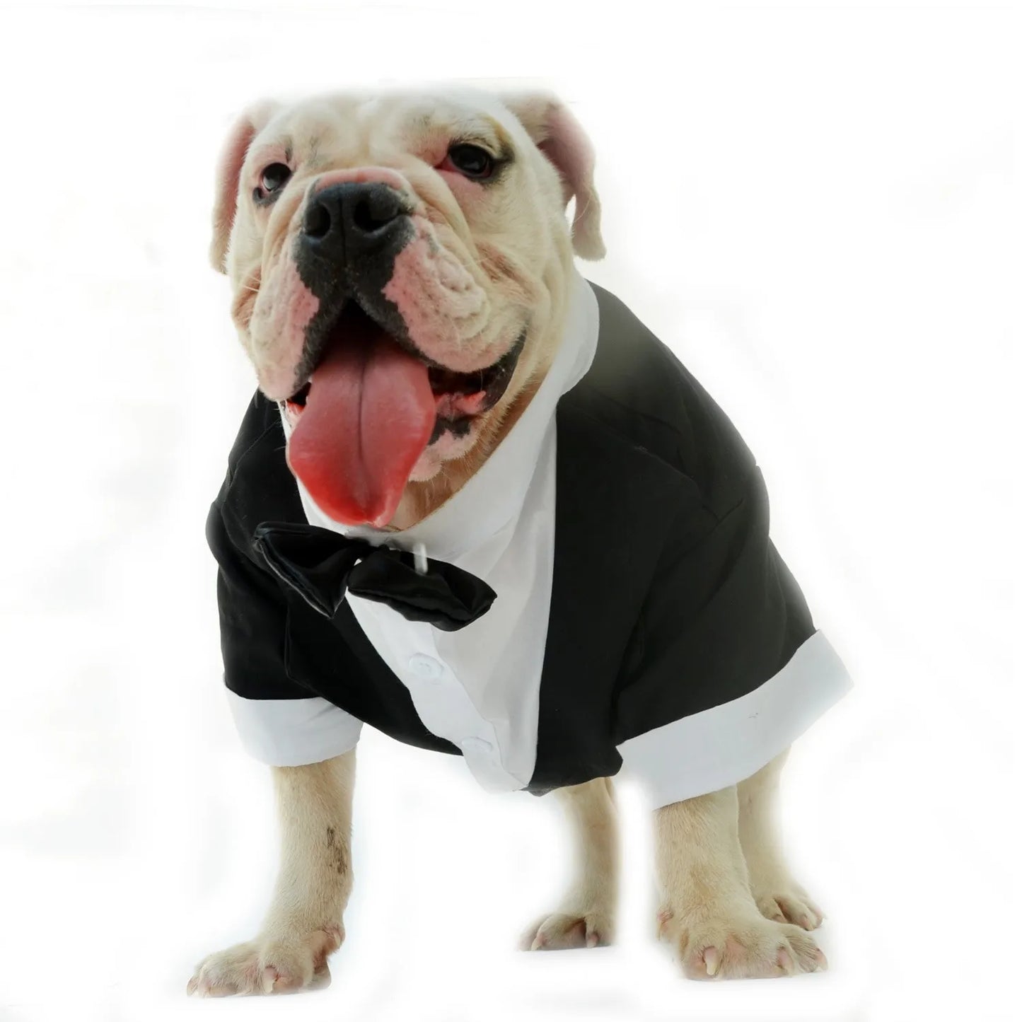 New Bulldog Costume Dog Suit Formal Tuxedo with Black Bowtie Wedding Clothing