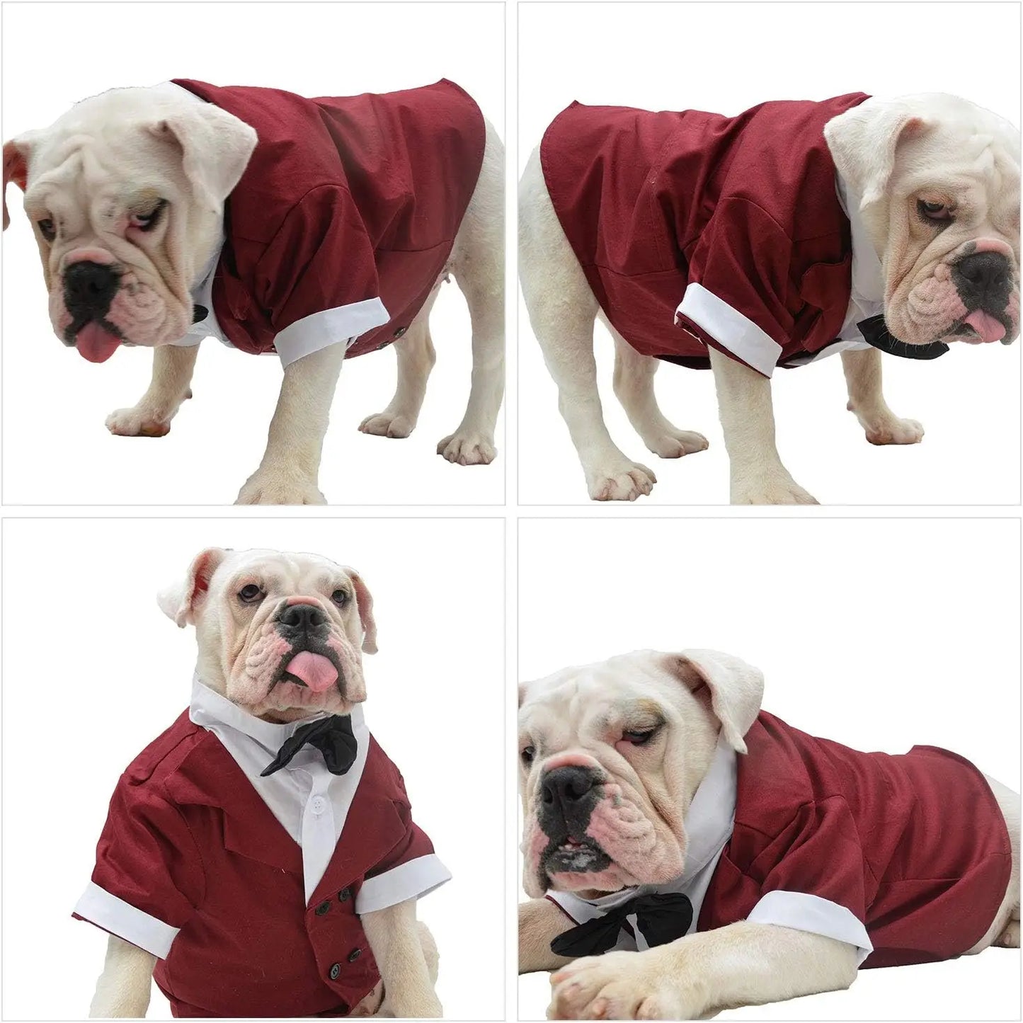 New Bulldog Costume Dog Suit Formal Tuxedo with Black Bowtie Wedding Clothing